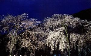 夜桜